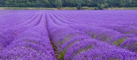 lavender_field